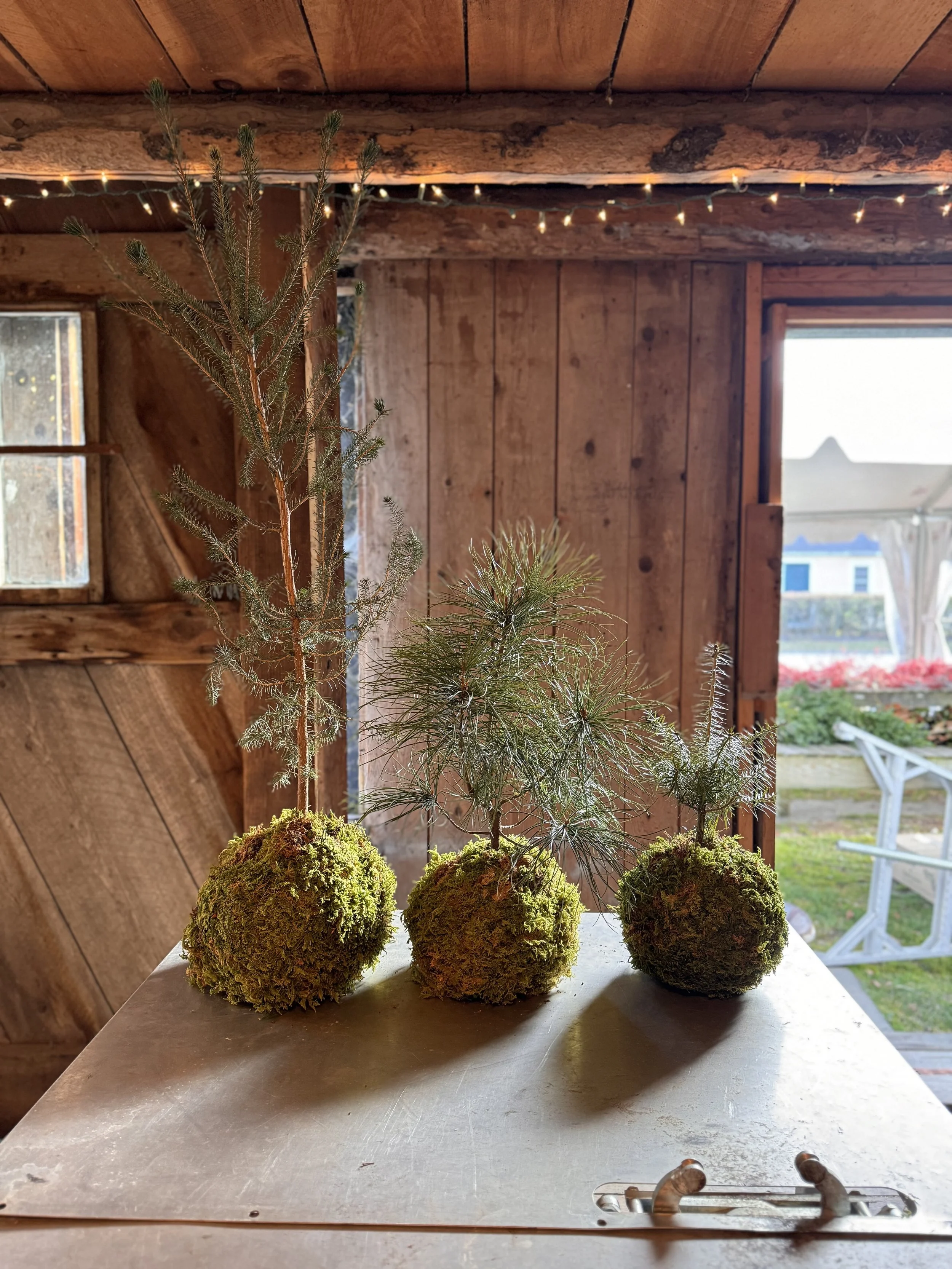 Kokedama & Kocktails — Snug Harbor Farm